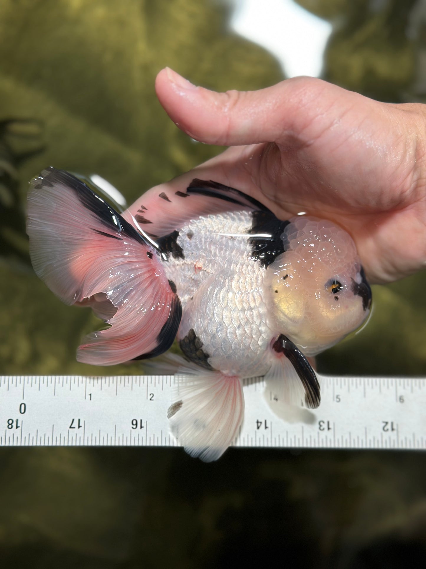 A Grade Panda Oranda Male 5.5 inches #120624OR_01