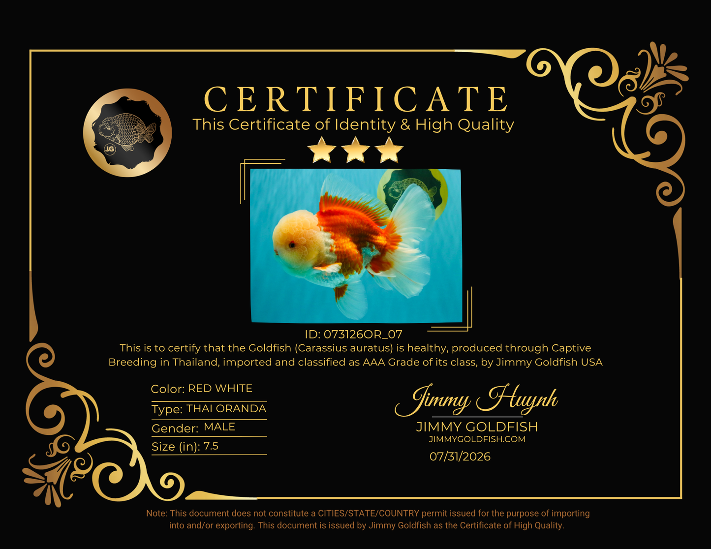 FLUFFY WEN AAA Grade Jade Head Red White Oranda Male 7.5 inches #073126OR_07