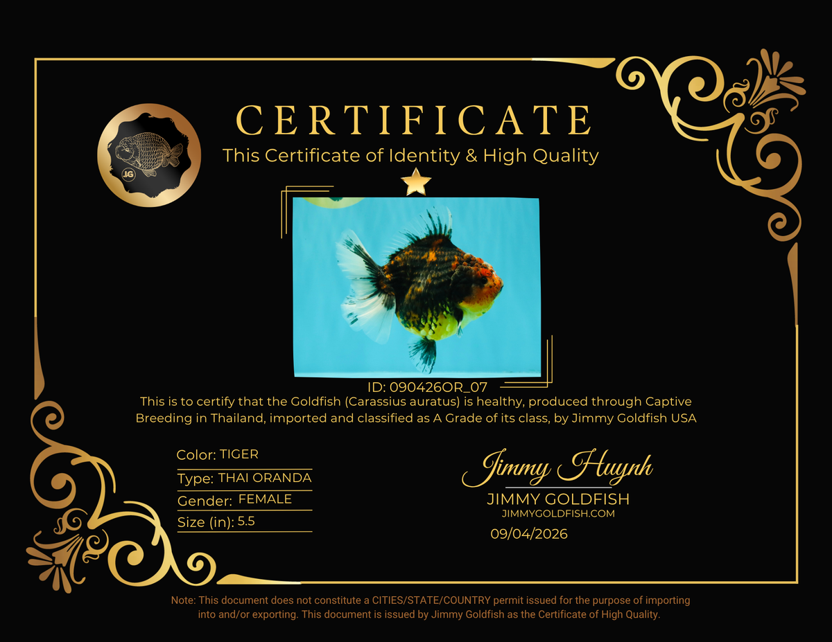 A Grade Tiger Oranda Female 5.5 inches #090426OR_07