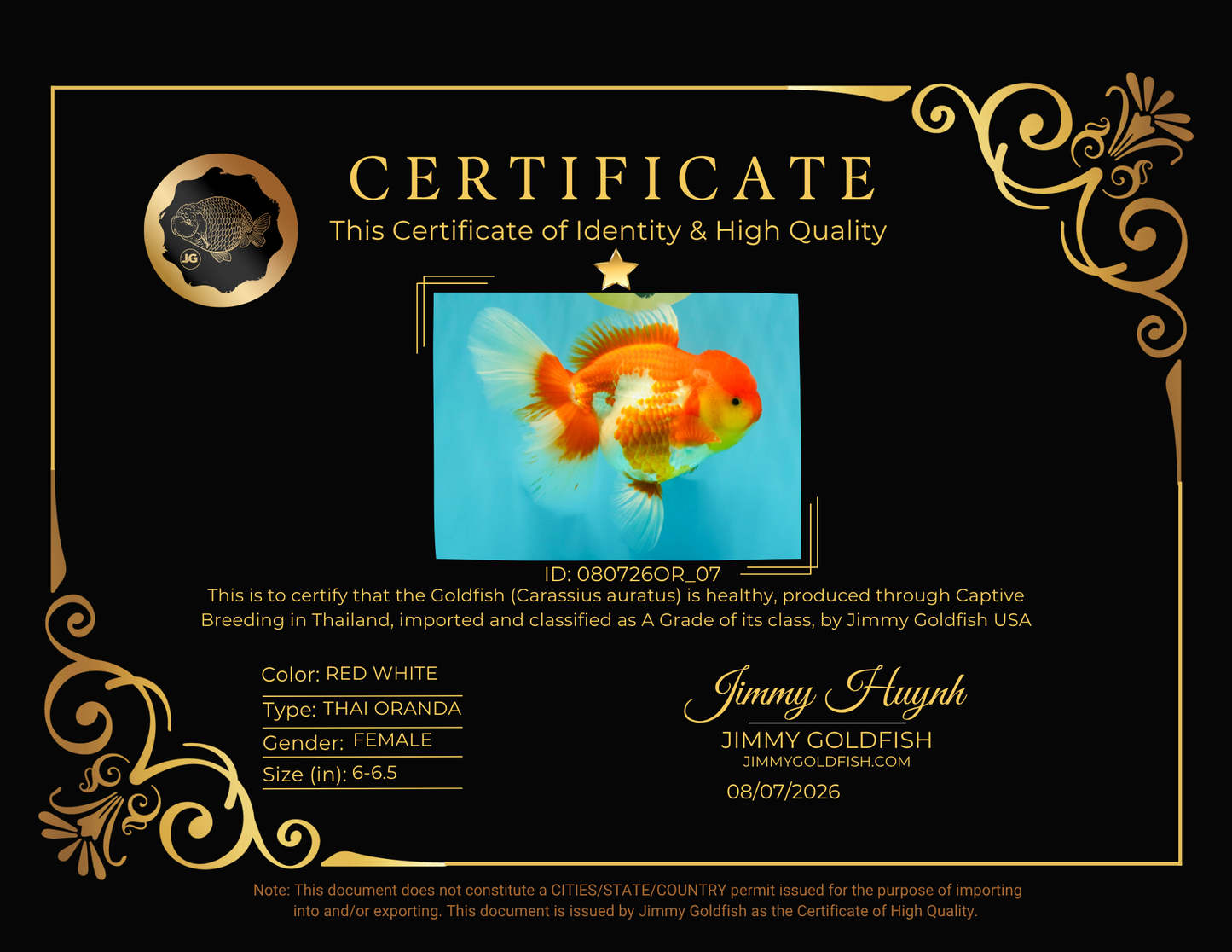 IRON MAN A Grade Red White Oranda Female 6-6.5 inches #080726OR_07