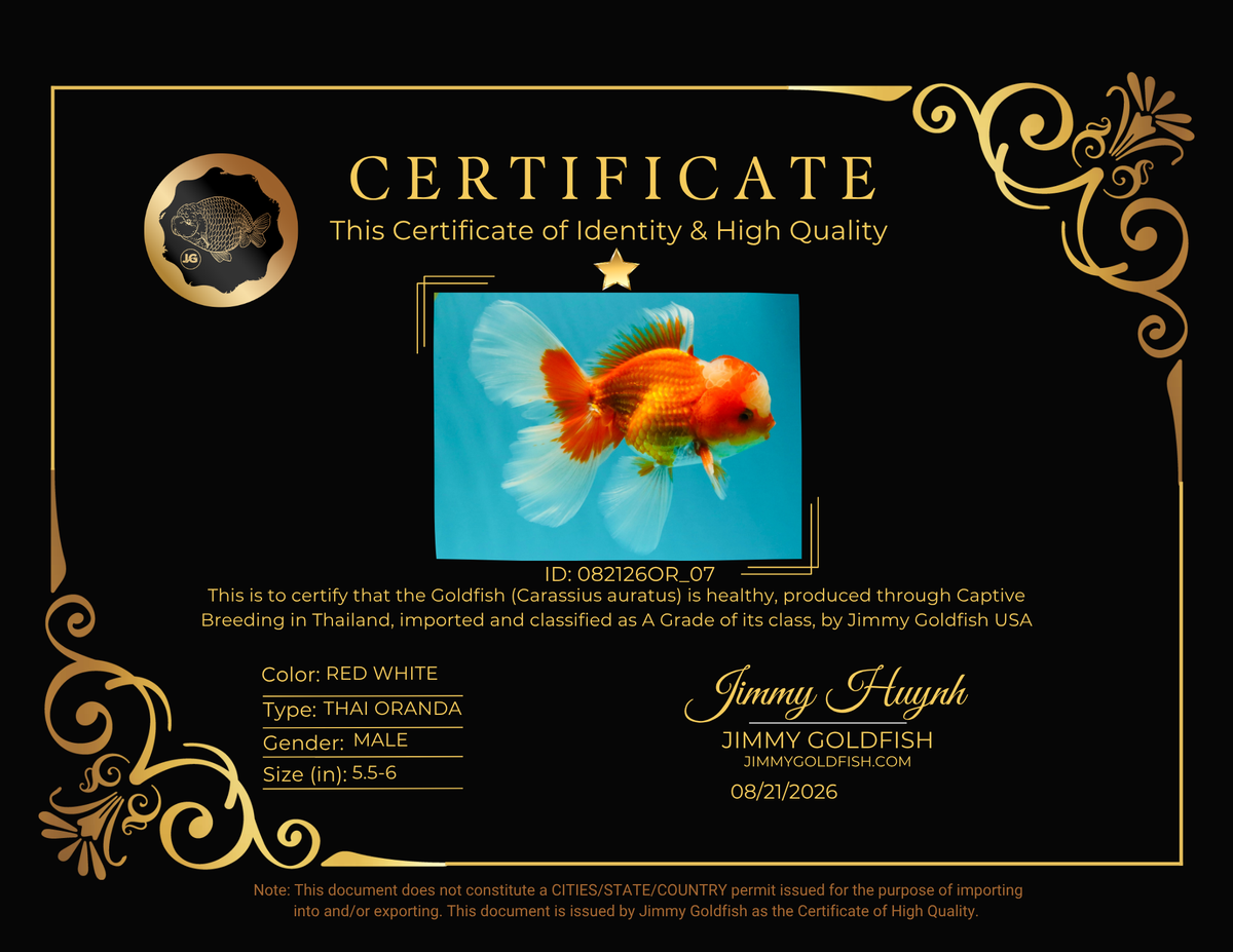 A  Grade Red White Oranda Male 5.5-6 inches #082126OR_07