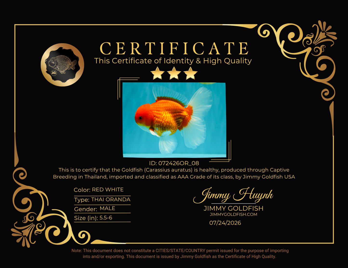 AAA Grade Red White Oranda Male 5.5-6 inches #072426OR_08