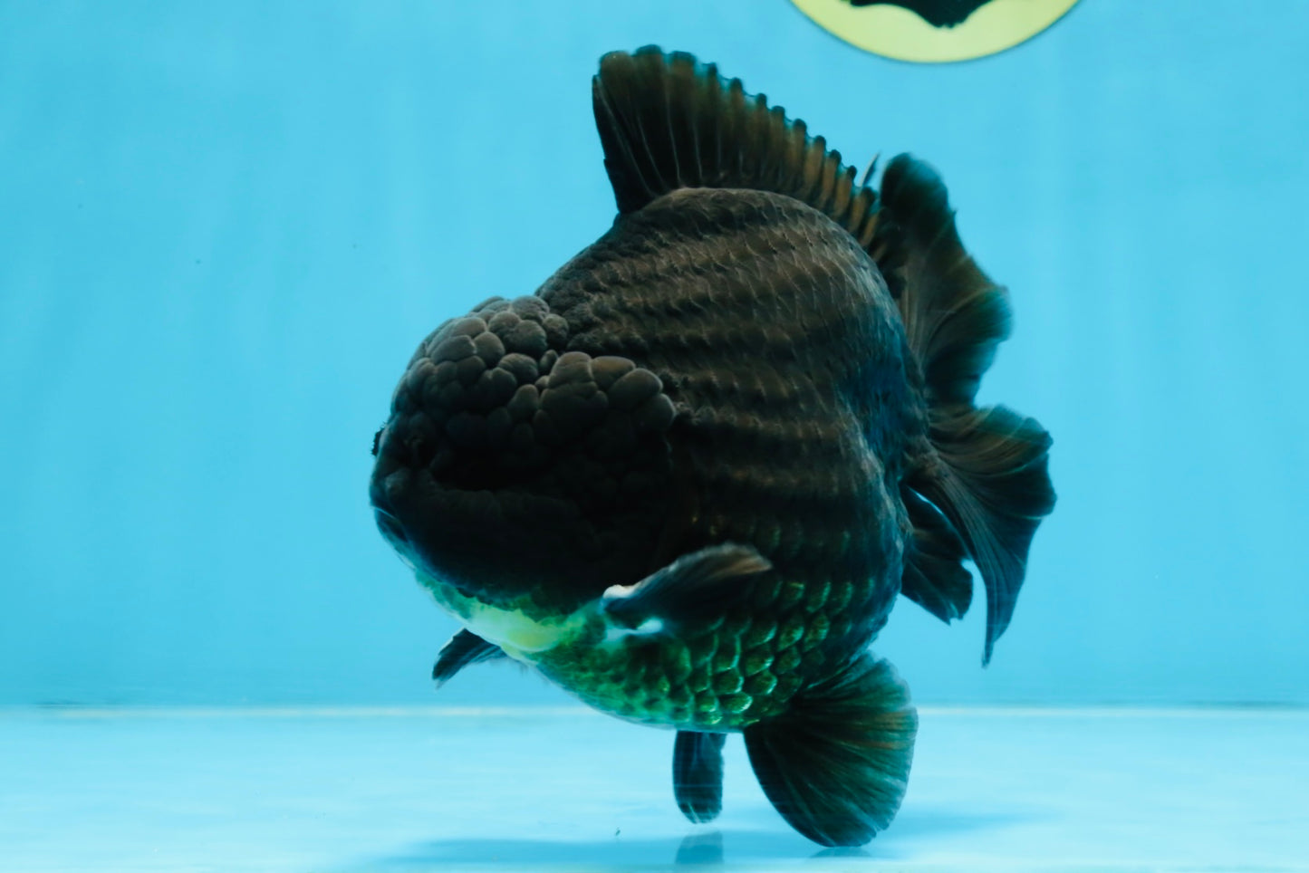 AAA Grade Godzilla Black Yuanbao Male 5-5.5 inches #103125YB_03