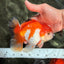 FLUFFY TAIL A Grade Red White Oranda Male 5.5 inches #042426OR_06