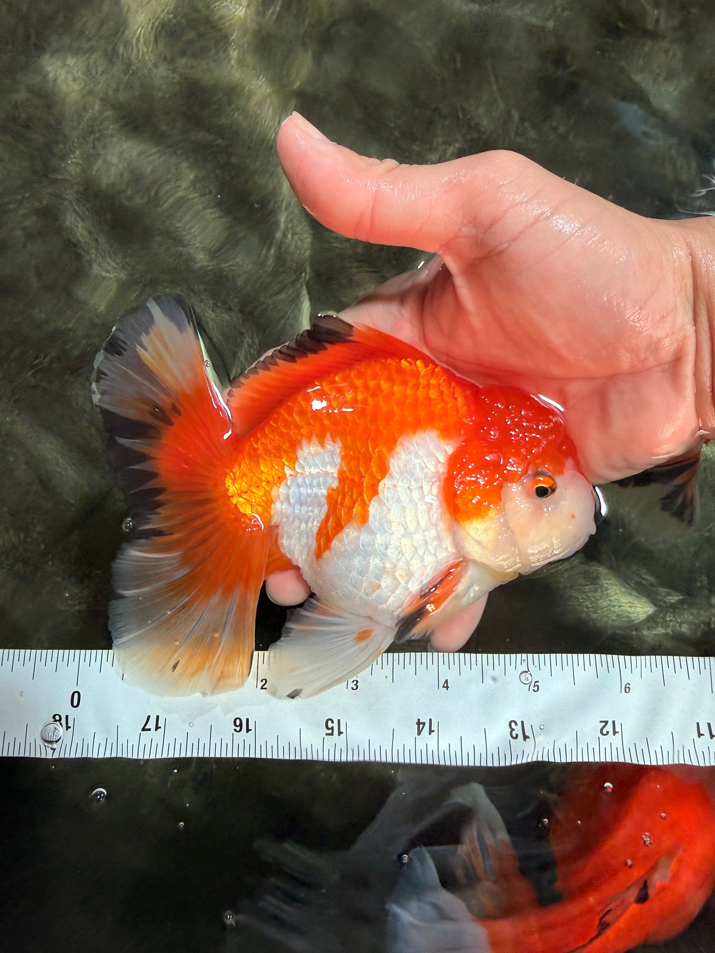 FLUFFY TAIL A Grade Red White Oranda Male 5.5 inches #042426OR_06