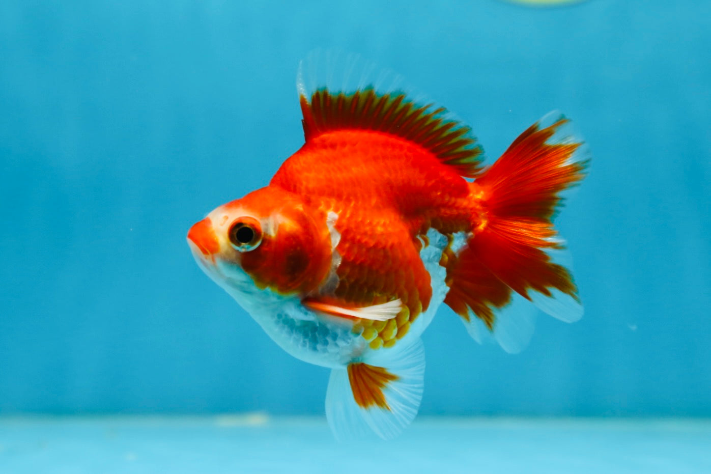 POCKET AAA Grade Small Red White Ryukin Female 3.5-4 inches #082225RK_26