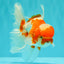 A Grade  Red White Oranda Male 5.5 inches #100926OR_15