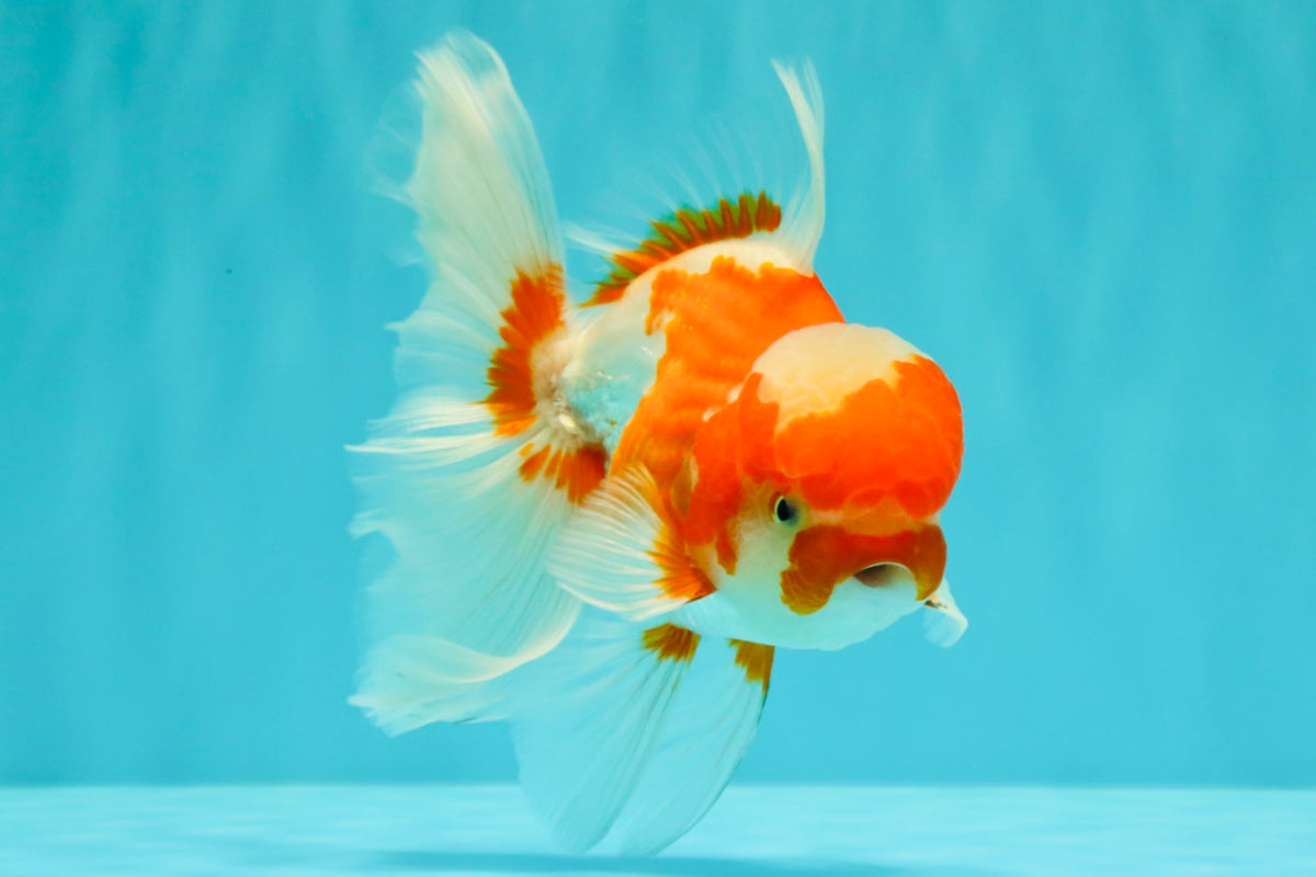 A Grade  Red White Oranda Male 5.5 inches #100926OR_15