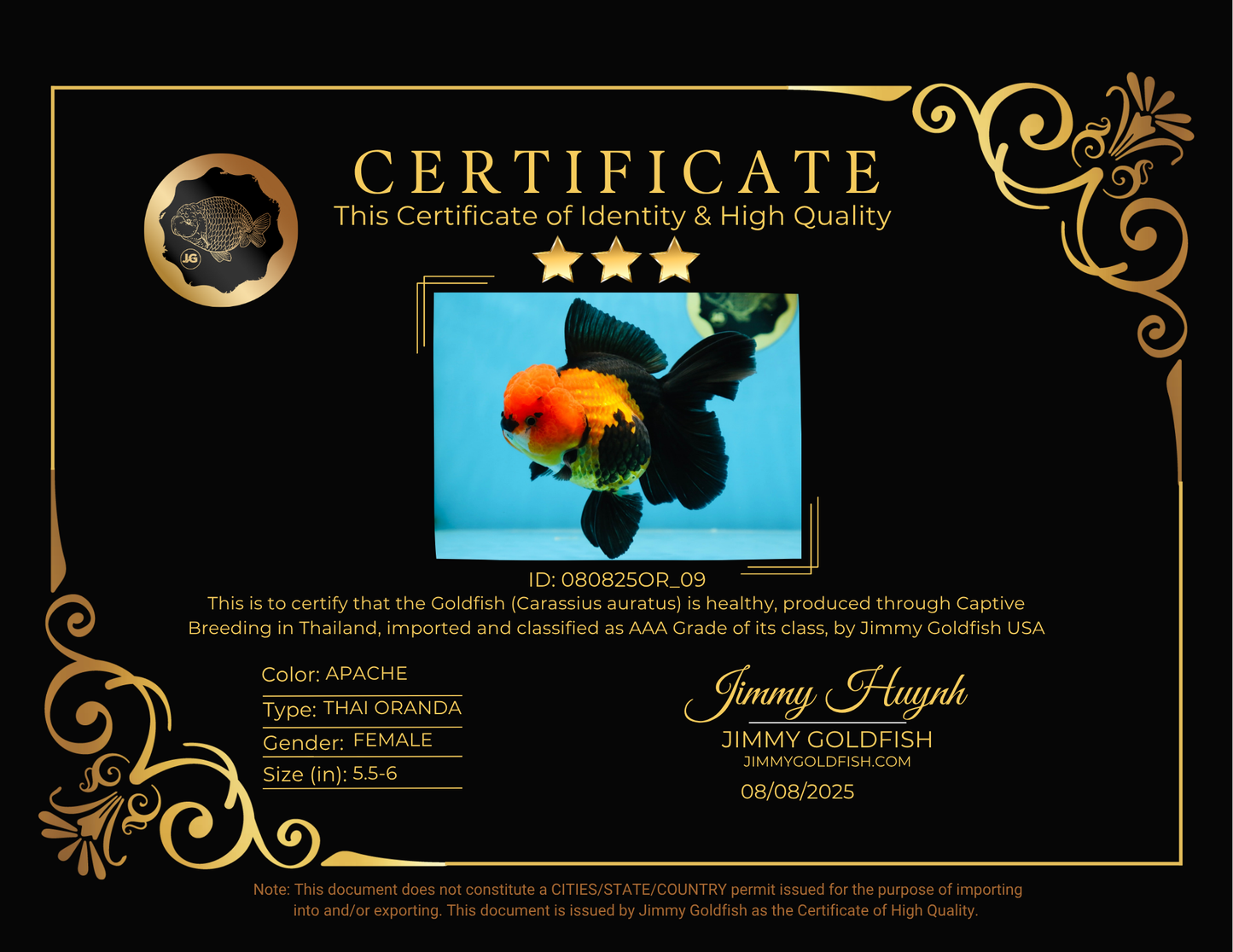 AAA Grade UNIQUE Apache Oranda Female 5.5-6 inches #080825OR_09