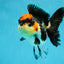 Unique A Grade Tricolor Oranda Female 4.5 inches #042525OR_05