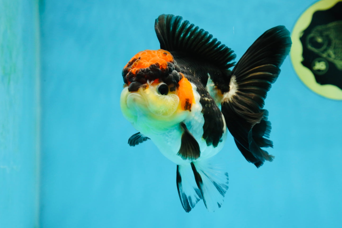 Unique A Grade Tricolor Oranda Female 4.5 inches #042525OR_05