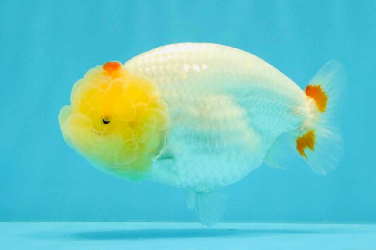 A Grade Red White LionQueen 4.5 inches #031326LC_07