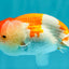BIG WEN Red White Lionchu Female 4.5 inches #051526LC_16