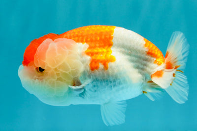 BIG WEN Red White Lionchu Female 4.5 inches #051526LC_16