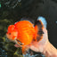 AAA Grade Apache Oranda Male 6.5 inches #071026OR_06