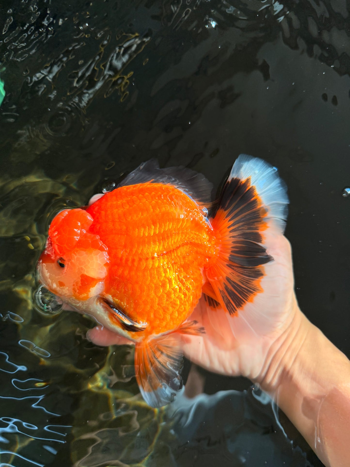 AAA Grade Apache Oranda Male 6.5 inches #071026OR_06