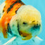 Calico Oranda Male 6.5 inches #090426OR_02