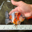 A Grade Sanke Oranda Male 4.5-5 inches #082126OR_25