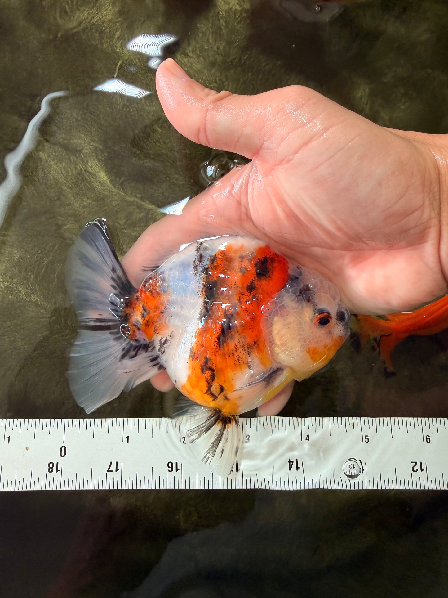 A Grade Sanke Oranda Male 4.5-5 inches #082126OR_25