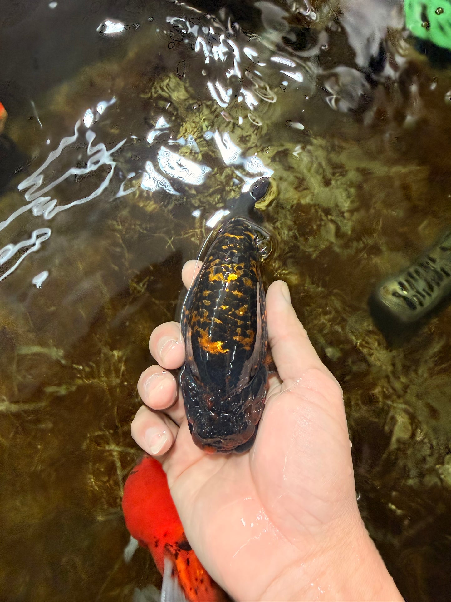 A Grade Tiger LionKing 4.5-5 inches #110725LC_17