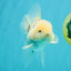 A Grade Marble Oranda Male 5-5.5 inches #050126OR_11