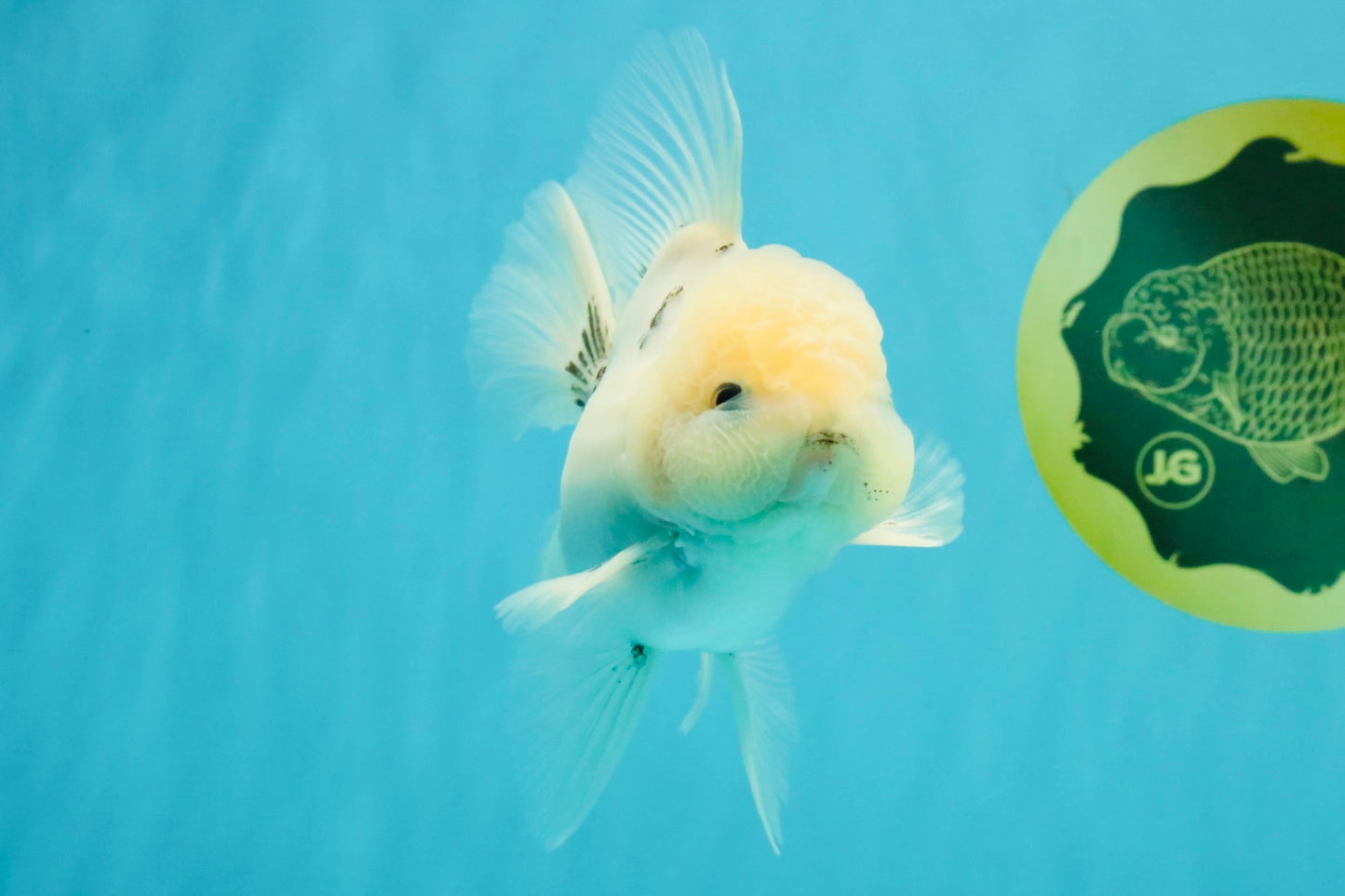 A Grade Marble Oranda Male 5-5.5 inches #050126OR_11
