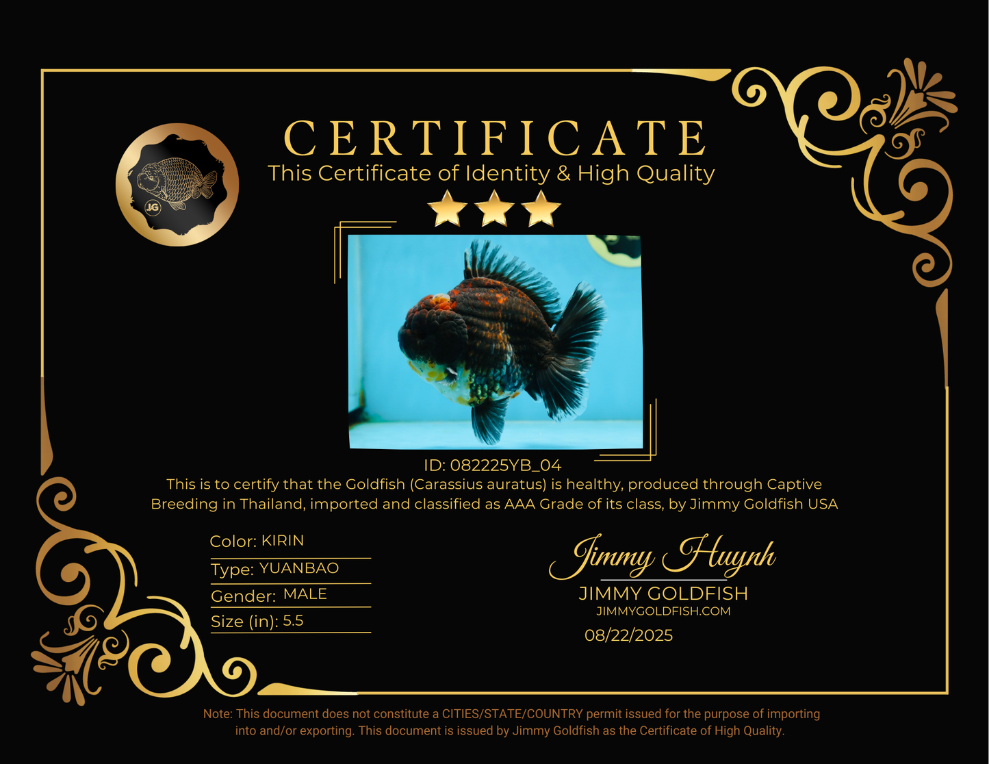 AAA Grade Godzilla Kirin Yuanbao Male 5.5 inches #082225YB_04