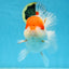 A Grade BIG WEN Kohaku Sakura Oranda Female 6-6.5 inches #091225OR_15