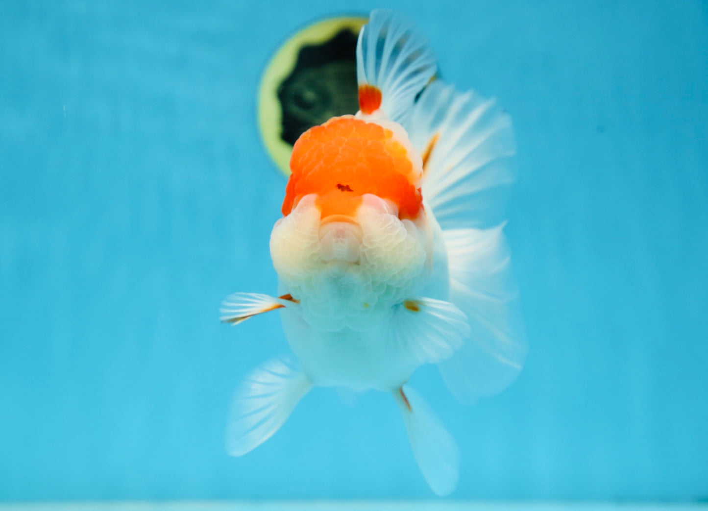 A Grade BIG WEN Kohaku Sakura Oranda Female 6-6.5 inches #091225OR_15