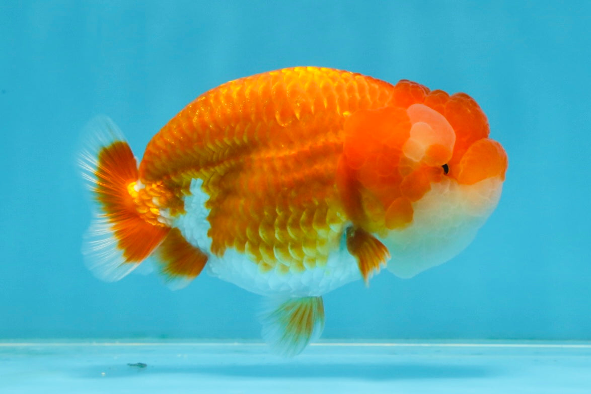 A Grade Young Red White LionQueen 4 inches #101025LC_10