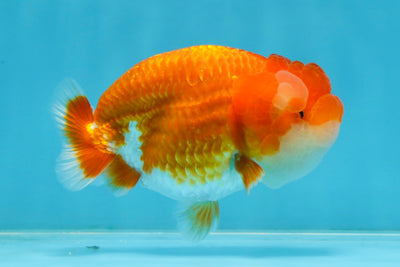 A Grade Young Red White LionQueen 4 inches #101025LC_10