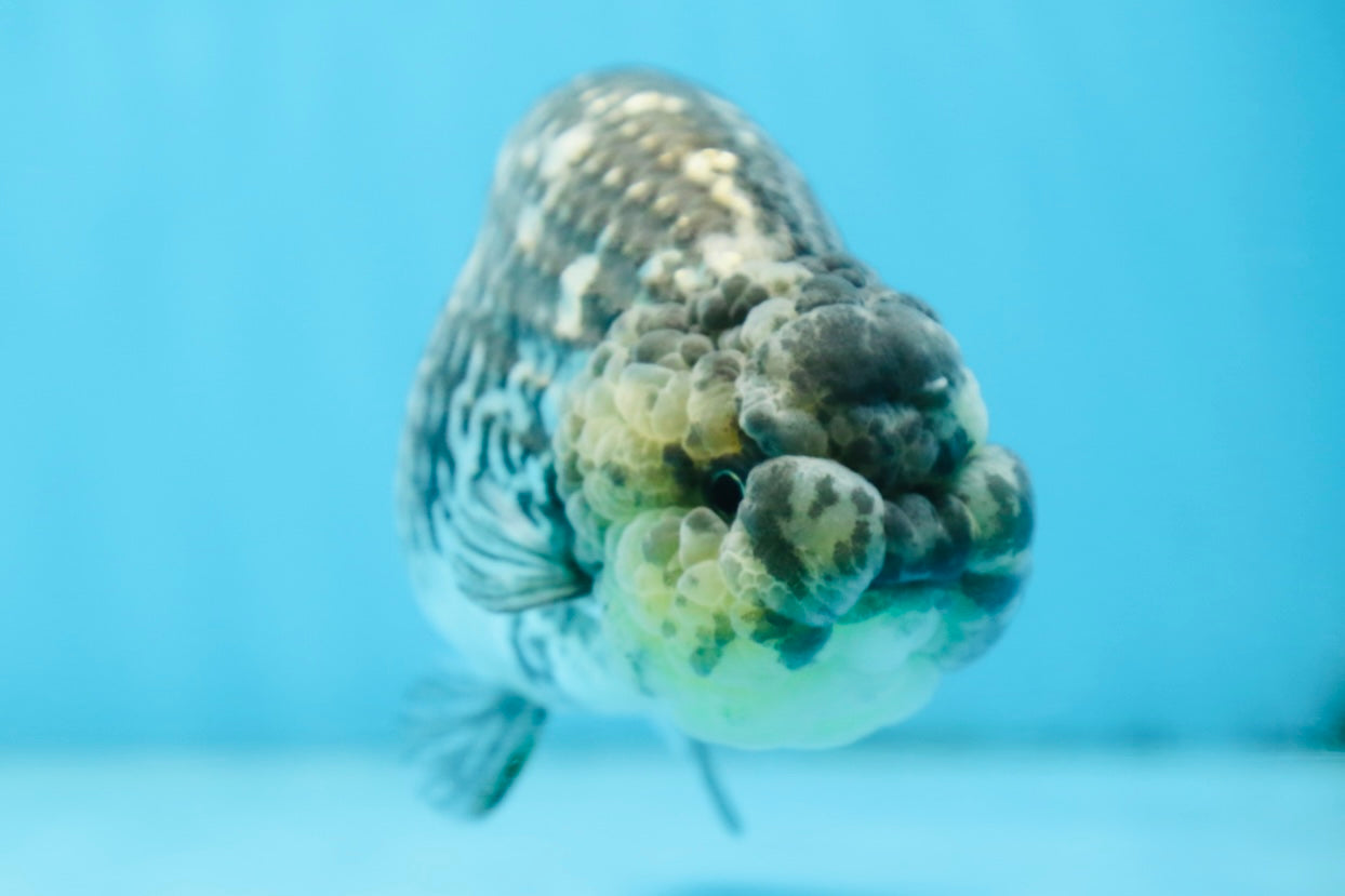 AAA Grade White Tiger LionQueen 5-5.5 inches #091225LC_08