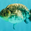 A Grade Tiger Ranchu Male 5 inches #080726RC_30