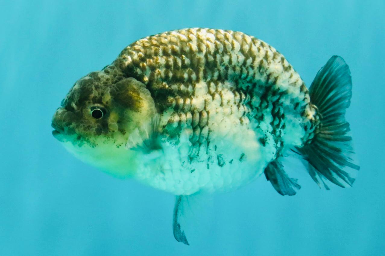 A Grade Tiger Ranchu Male 5 inches #080726RC_30