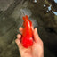 A Grade Red White Oranda Male 5.5 inches #061926OR_20