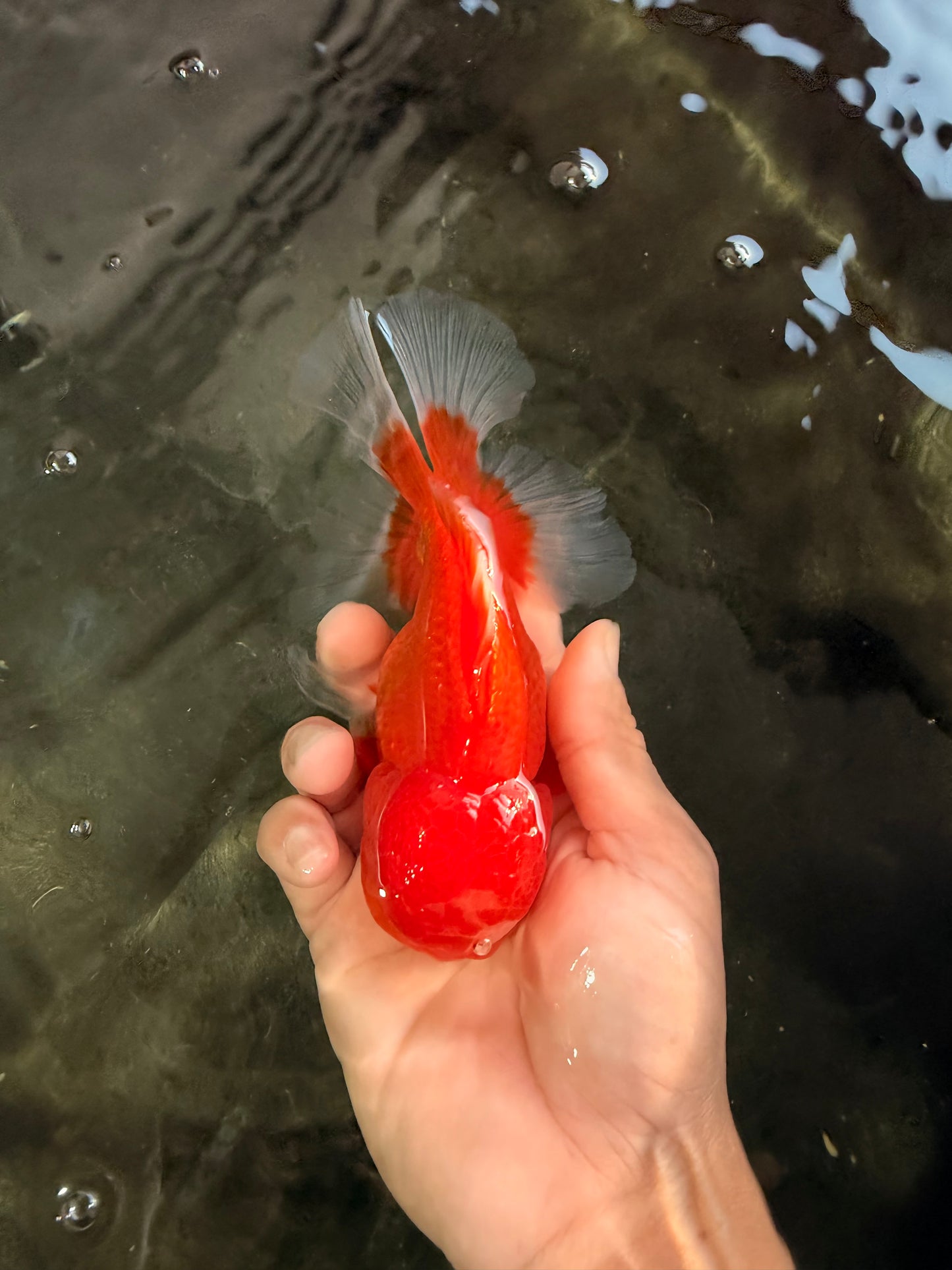 A Grade Red White Oranda Male 5.5 inches #061926OR_20