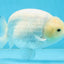 A Grade Snow White Sakura Ranchu Male 5.5 inches #110725RC_15