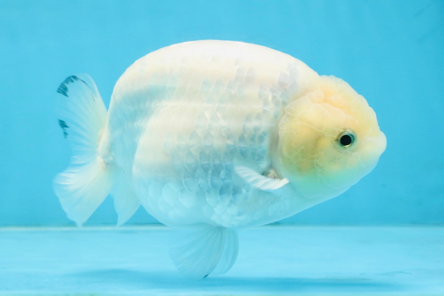 A Grade Snow White Sakura Ranchu Male 5.5 inches #110725RC_15