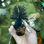 AAA Grade Apache Lava Head Oranda Female 5 inches #111524OR_16