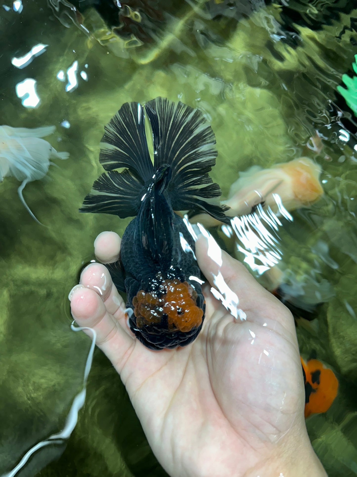 AAA Grade Apache Lava Head Oranda Female 5 inches #111524OR_16