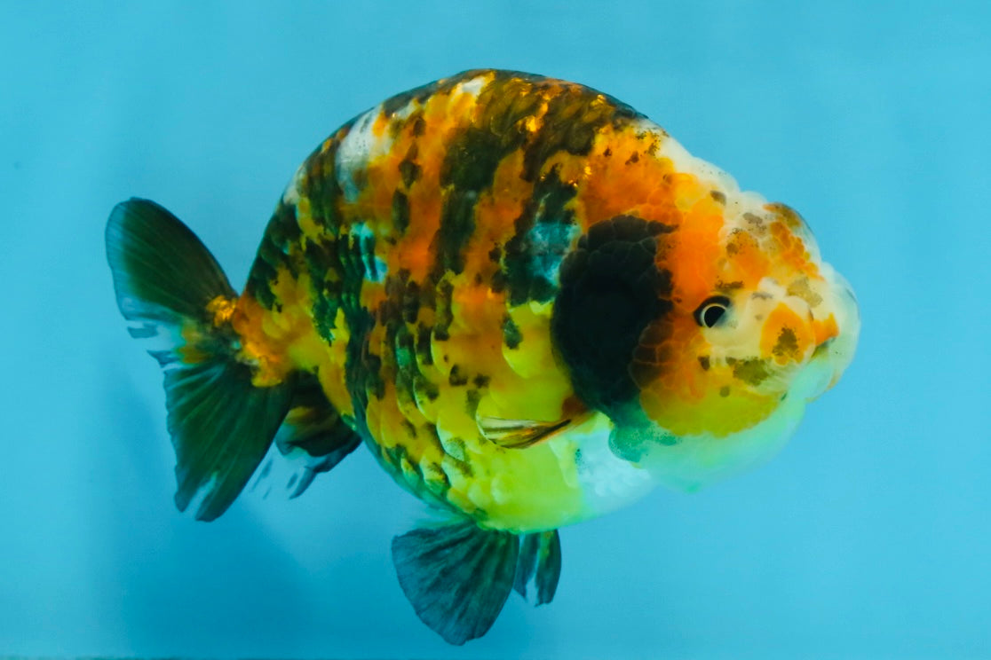 AAA Grade Chinese Calico Ranchu Female 4.5-5 inches #101725RC_17