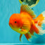 TOMATO AAA Grade Broadtail Red White Oranda Male 7.5-8 inches #071026OR_03