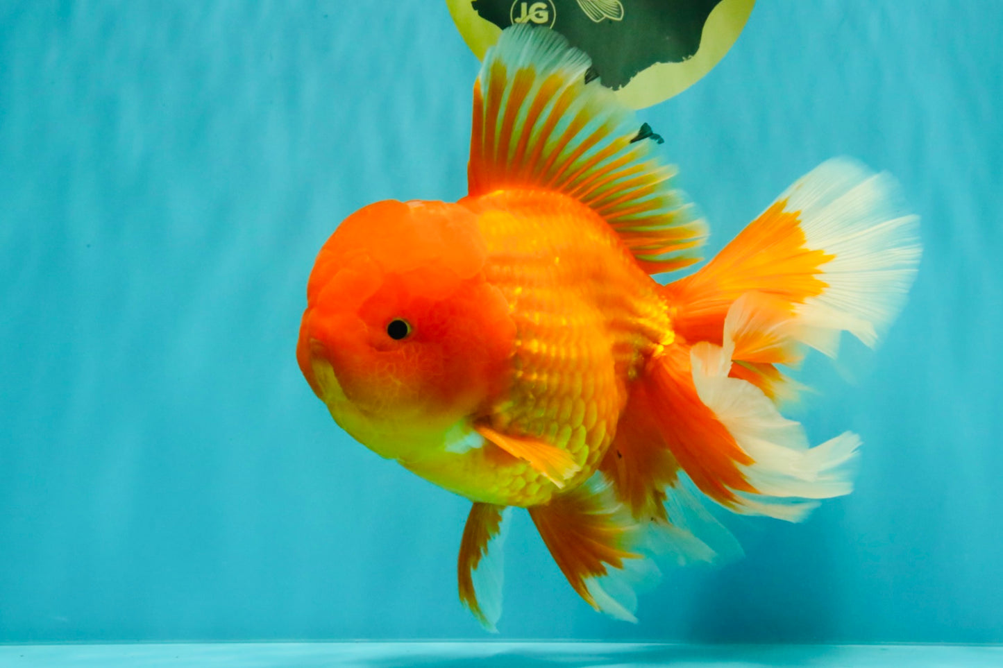 TOMATO AAA Grade Broadtail Red White Oranda Male 7.5-8 inches #071026OR_03