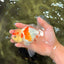 SUPER CUTE Kohaku Oranda Female 5.5 inches #090426OR_16