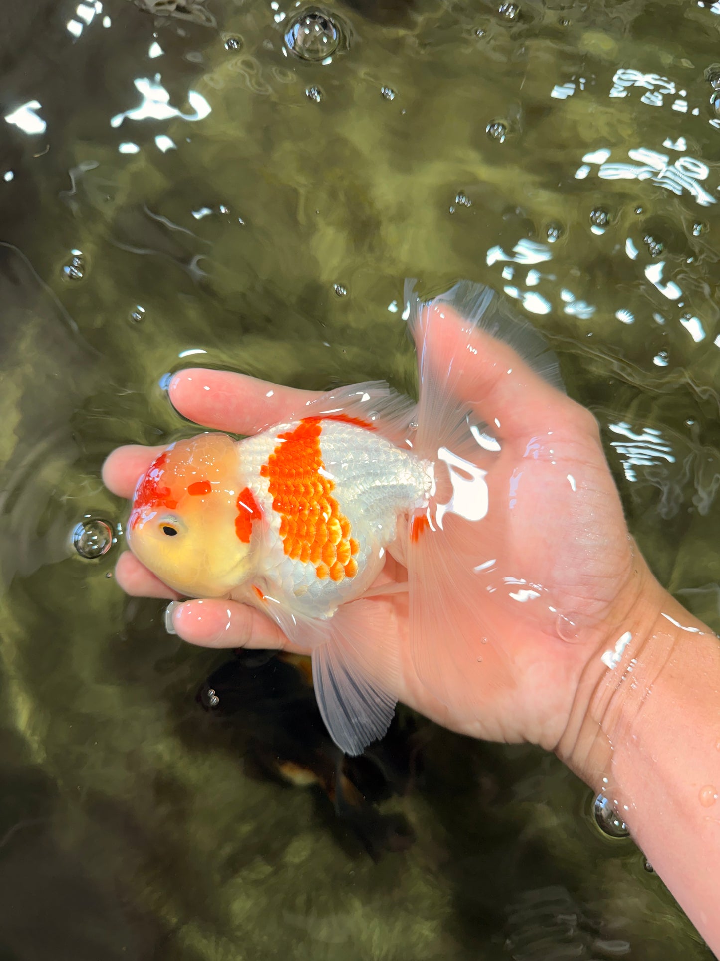 SUPER CUTE Kohaku Oranda Female 5.5 inches #090426OR_16