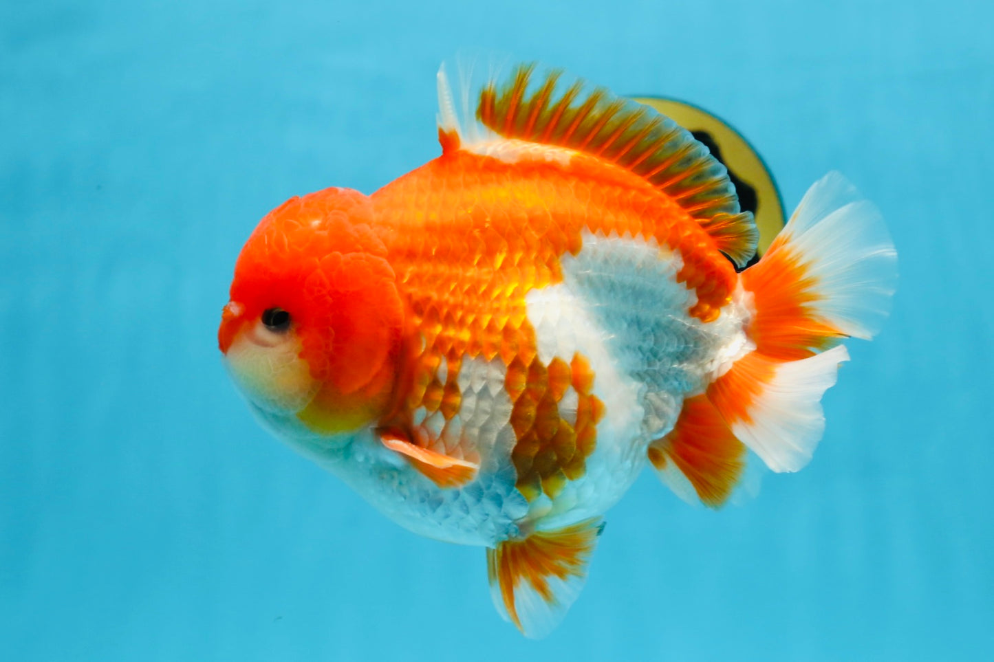 SHOW GRADE Godzilla Red White Yuanbao Male 5.5 inches #101025YB_27