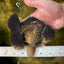 AAA Grade Young Godzilla Black Oranda Male 5.5 inches #050925OR_53