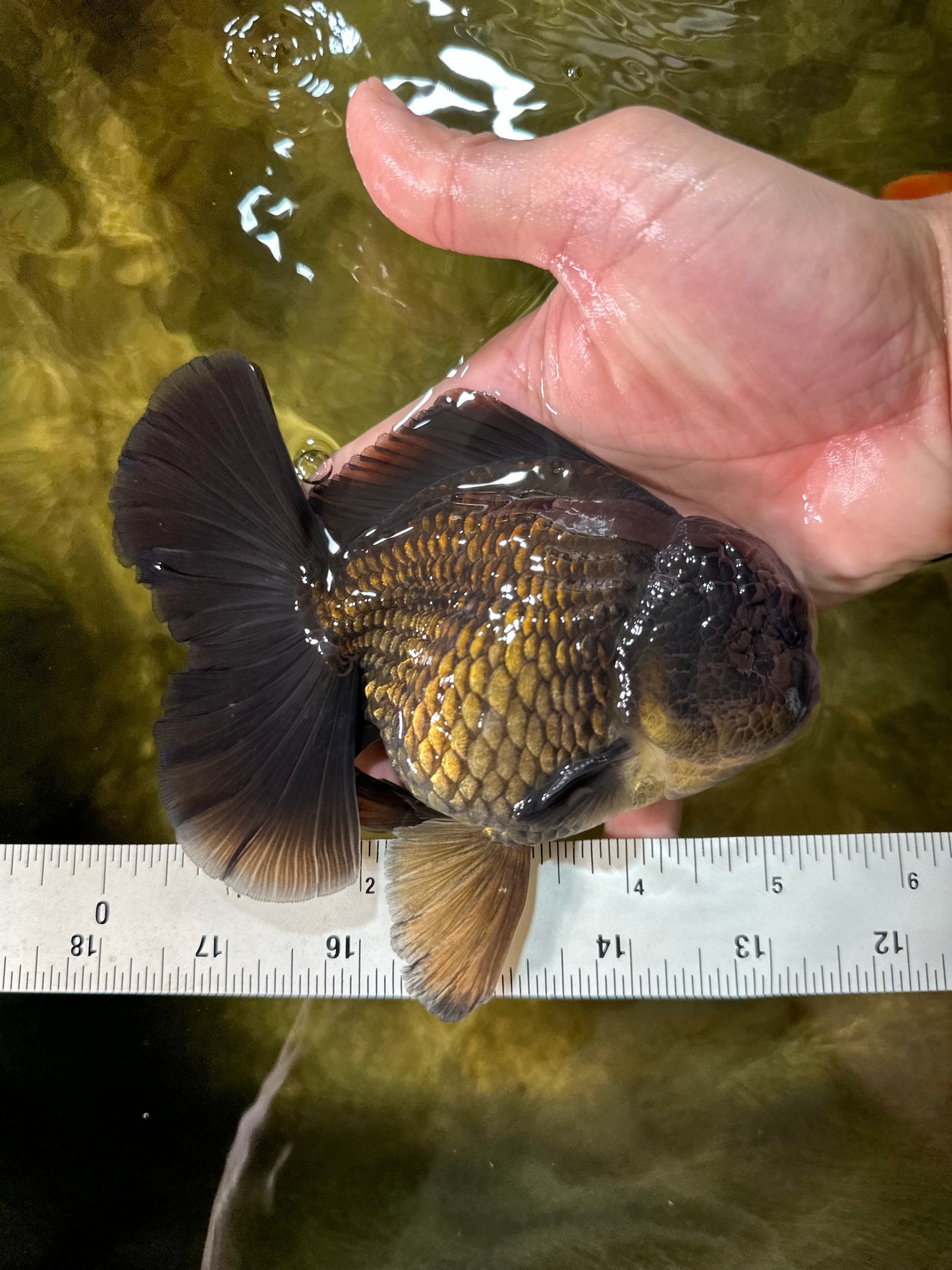 AAA Grade Young Godzilla Black Oranda Male 5.5 inches #050925OR_53