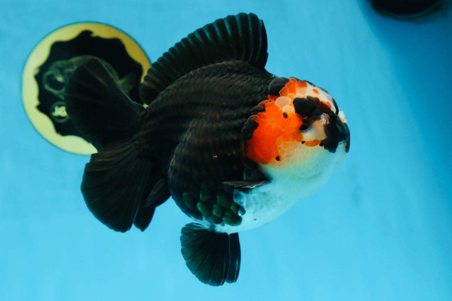 SHOW GRADE UNIQUE Godzilla Tricolor Yuanbao 5.5-6 inches #080825YB_888