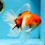 AAA Grade Young Godzilla Sakura Oranda Male 6-6.5 inches #081525OR_08